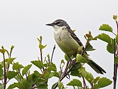 Samica pliszki tundrowej (M. f. thunbergi)