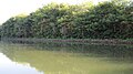 Rock wall at Moli'i Fishpond