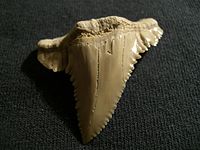 Tooth of Palaeocarcharodon from Atlas mountain in Morocco. 60 mya, 3 cm long.