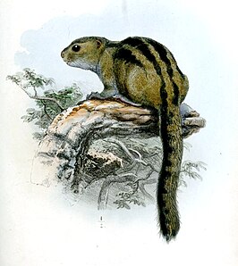 Funisciurus isabella