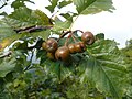 Sorbus isenacensis Thüringen