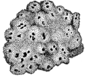 Orientation : Inside / outside. First stage of poly-cellular organism.