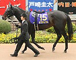 A Thoroughbred race horse in Japan