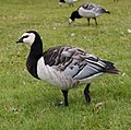 Weißwangengans (Branta leucopsis)