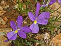 Flowers of Viola Bertolonii