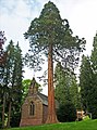 Kirche und Mammutbaum im Kurpark Bad Wildbad