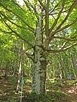 Rotbuche (Fagus sylvatica)