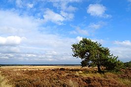 Het Oud-Reemsterzand anno 2016