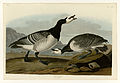 296. Barnacle Goose