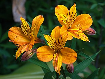 Peruvian Lily