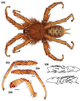 Aptostichus sierra