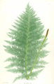 Athyrium filix-femina (Lady Fern)