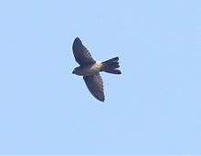 stocky blackish bird with rounded wings flying