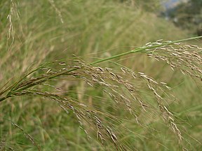Stout Bamboo Grass (Austrostipa ramosissima)