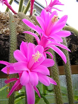 Disocactus flagelliformis