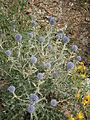 Echinops ritro