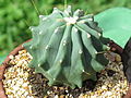 Ferocactus glaucescens forma nuda (inermis)