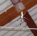 Golden silk orb-weaver (Nephila plumipes)