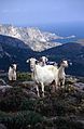 Neugierige auf Kythira