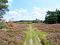 In het natuurgebied Hügelgräber-Heide bei Kirchlinteln