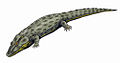 Intasuchus silvicola, of the early Permian of Russia