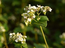 Ιαπωνικό φαγόπυρο (Japanese buckwheat).