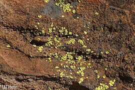 Dermatiscum thunbergii, a lichen on the rocks at Isalo National Park