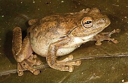 Litoria everetti