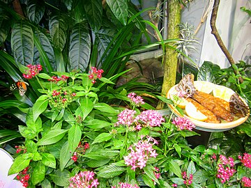 Living Conservatory exhibit at the North Carolina Museum of Natural Sciences