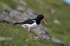 Tjelden er Færøyenes nasjonalfugl. Foto: Stig Nygaard