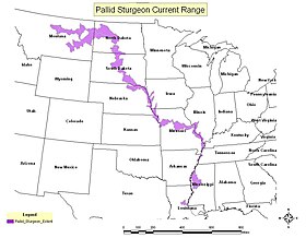 Pallid sturgeon range