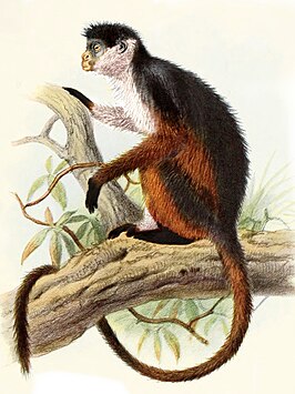 Piliocolobus pennantii