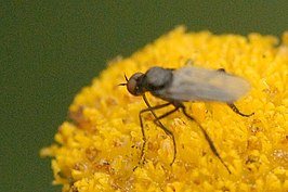 Rhamphomyia variabilis