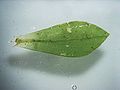 leaf, magnified ~25 times Photo by Kristian Peters