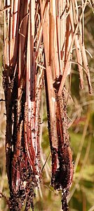 Bases of flowering stems