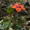 Scarlet pimpernel close-up