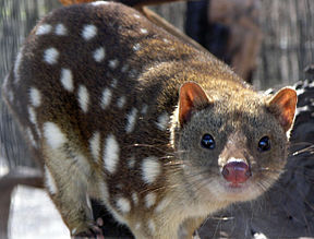 Beutelmarder