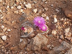 Succulents (Aizoaceae), Anysberg Nature Reserve