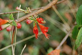 Woodfordia fruticosa