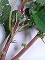 Amaranthus spinosus