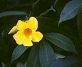 Goldtrompete (Allamanda cathartica)