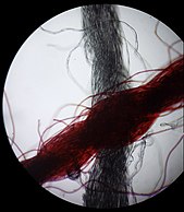 40x magnified string