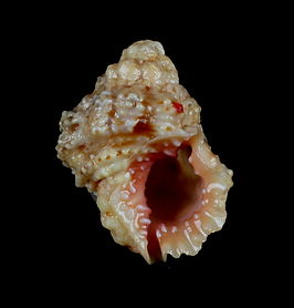 Bursa rhodostoma