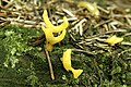 Calocera furcata