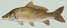 Ponty (Cyprinus carpio)