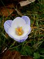 Crocus chrysanthus 'Skyline' close-up