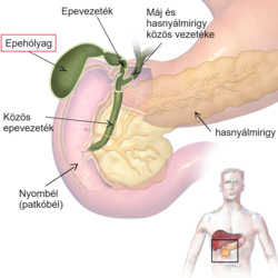 Epehólyag és környezete 2.