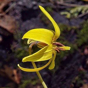 Lateral view