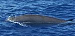 Gervais’ beaked whale