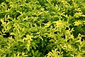 Golden Duranta (Sheena's Gold)